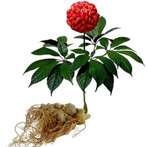 Nhân sâm trong những thành phần